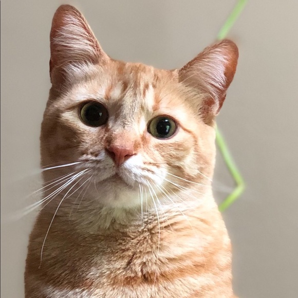 Meet your Posher, Emily - Picture 4 of 4